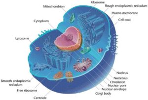 Differences between prokaryotic and eukaryotic cells: Picture of Eukaryotic cell
