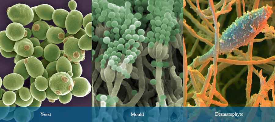 Microorganisms of pharmaceutical interest: Fungi