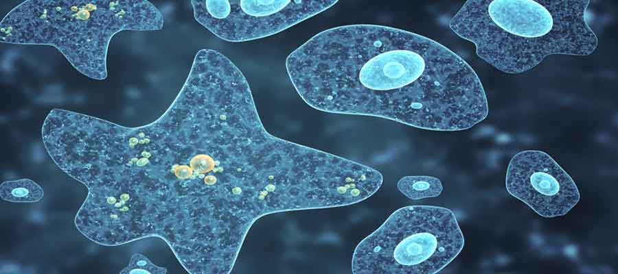 Microorganisms of pharmaceutical interest: Protozoa