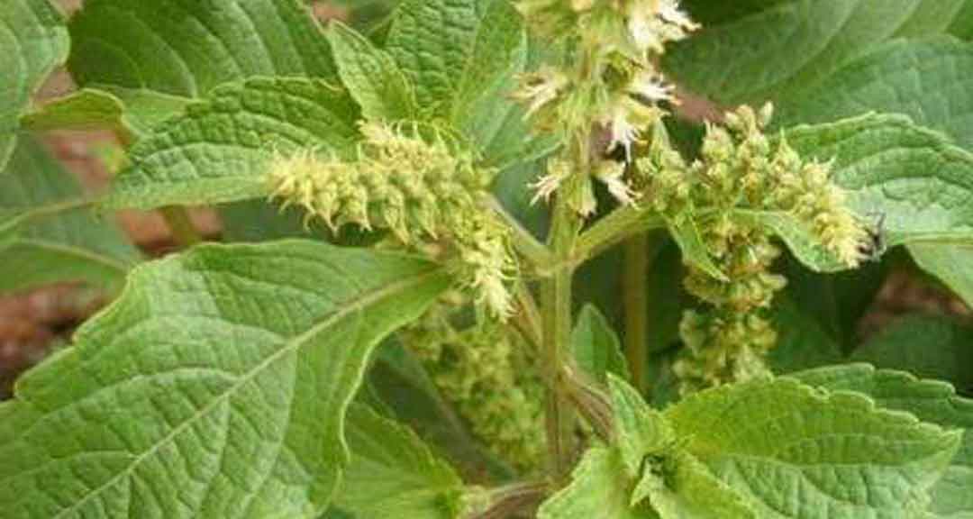 scent gratissimum ocimum