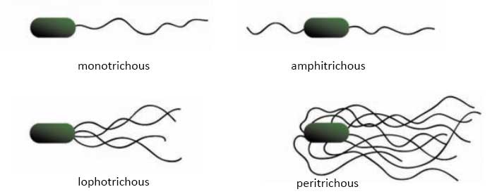 Bacterial Cell Structure and Function: Arrangement of flagella on the surface of bacterial cells