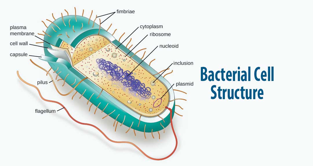 Featured image for Bacterial Cell Structure and Function