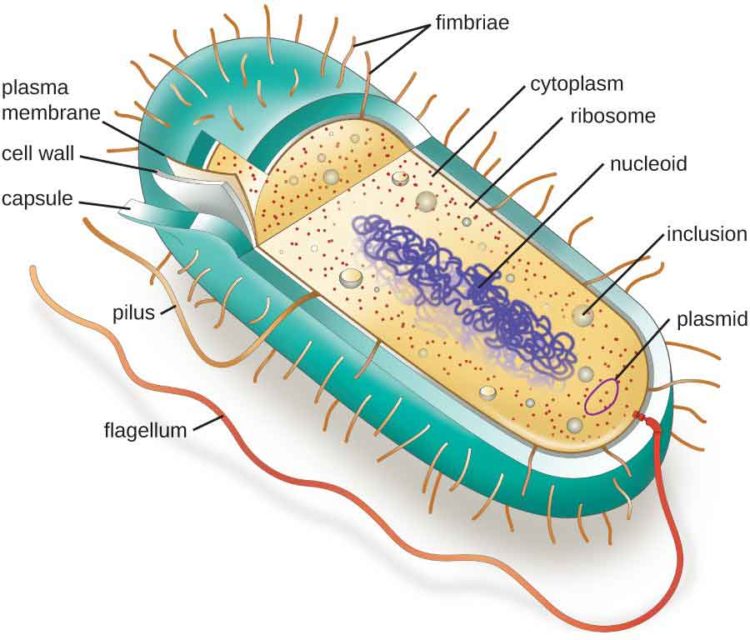 Bacterial Cell Structure and Function: Diagram of a bacterial cell showing structural parts