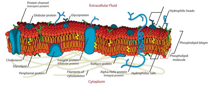 Diagram of a bacterial cytoplasmic membrane