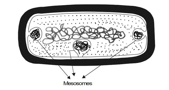 Diagrammatic structure of mesosomes