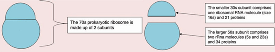 Structure of prokaryotic ribosomes